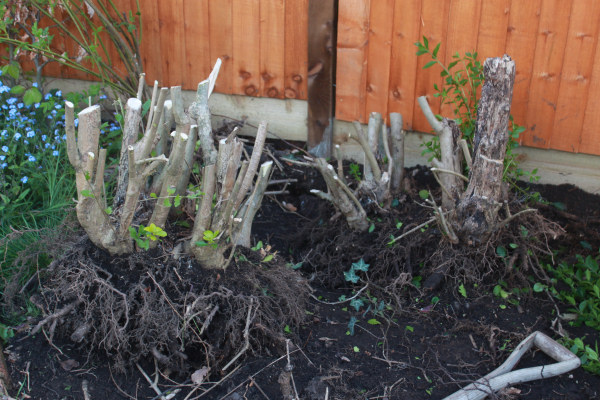 large privet for bonsai